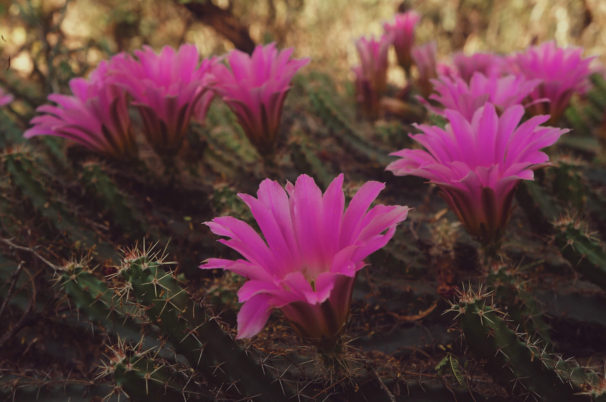 Echinocereus pentalophus